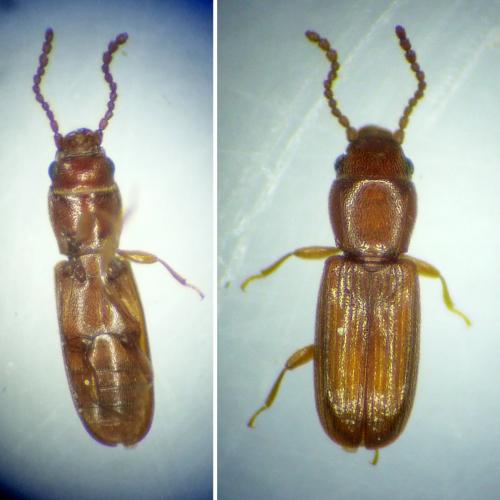Réf. 192 851 : Cryptolestes sp.